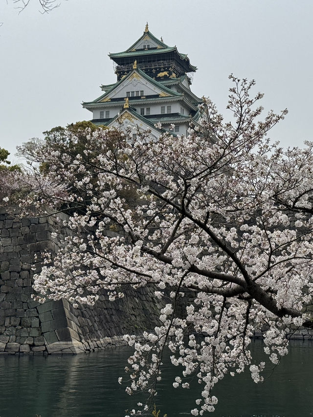 大阪城御座船：櫻花盛放下的浪漫旅程 🌸🚤