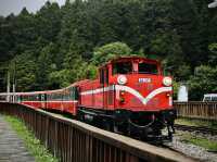 🚂🌲 阿里山小火車探險：在森林中漫步！🌳✨ 隨著火車的呼嘯聲，一起探索這片美麗的綠色世界吧！🌞🍃🌼