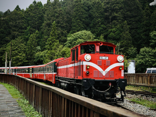 🚂🌲 阿里山小火車探險：在森林中漫步！🌳✨ 隨著火車的呼嘯聲，一起探索這片美麗的綠色世界吧！🌞🍃🌼
