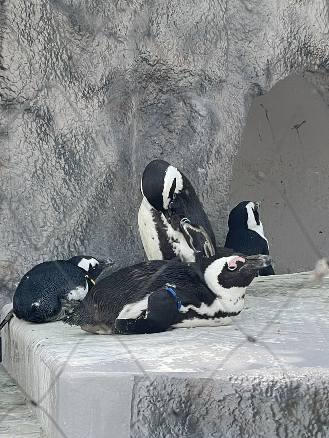 東京｜都市叢林的一方恩賜 百年前戰場變身上野動物園