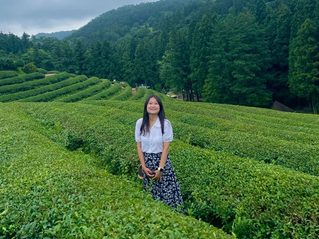 보성여행시 꼭 들러봐야한다는 녹차밭💚