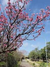 🌸 **漫湖公園（古波藏側）櫻花觀賞遊覽分享** 🌸