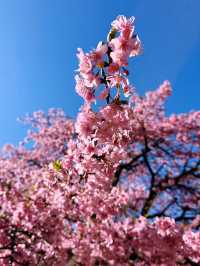 🌸 Sakura Blooming at Yoyogi Park 🌸