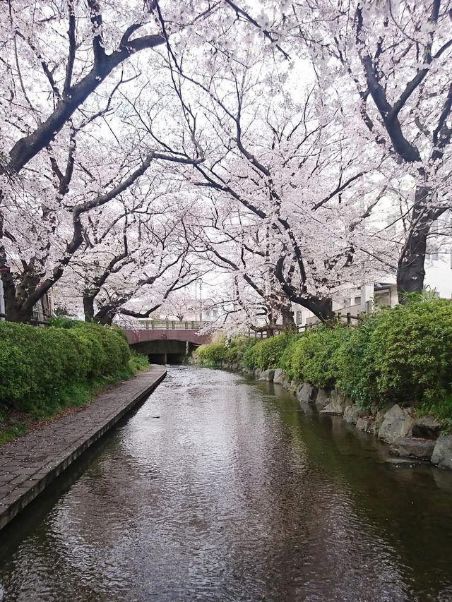 Chasing Sakura at Nikaryo Stop
