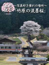 【三重】行きなきゃ損‼️電車とのコラボが絵になる🖼️茶畑に咲く一本桜🌸