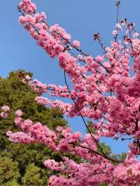 Cherry Blossom 🌸 trip to Yulin