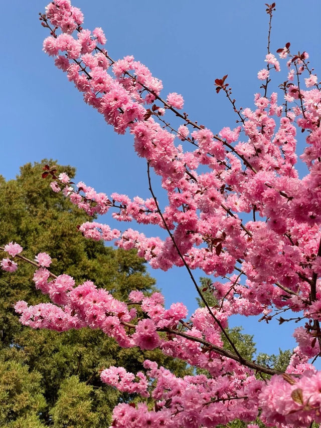 Cherry Blossom 🌸 trip to Yulin