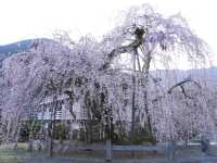 【山梨県】日蓮宗の総本山！樹齢400年の枝垂れ桜が圧巻の「身延山久遠寺」