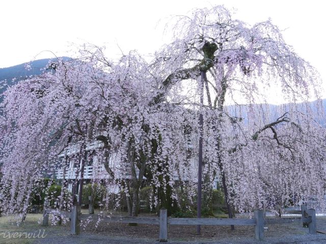 【山梨県】日蓮宗の総本山！樹齢400年の枝垂れ桜が圧巻の「身延山久遠寺」