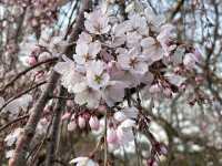 Cheery cheery Cherry Blossom