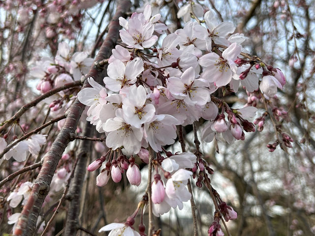 Cheery cheery Cherry Blossom