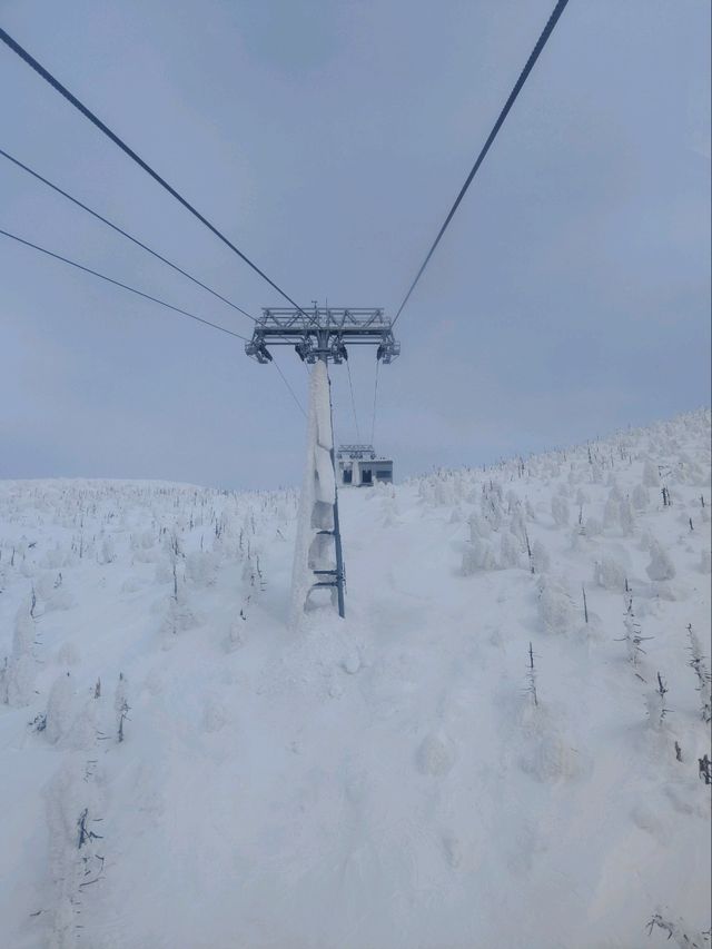 2025.03.12藏王樹冰之旅