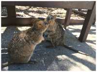 【オーストラリア西部】動物界のアイドル‼︎クォッカに会える唯一の島＊ロットネスト島＊