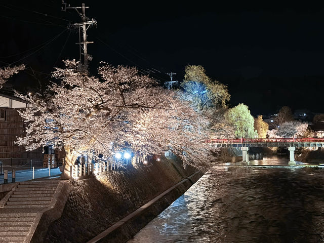 🌸【名古屋秘境夜櫻｜高山陣屋紅橋的櫻花盛宴】  