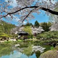 BLUSH OF SPRING | FULL BLOOM IN BOMUN LAKESIDE