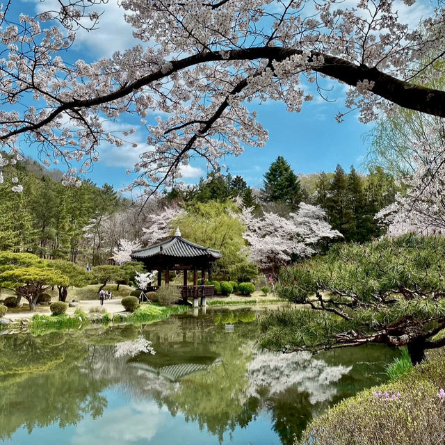 BLUSH OF SPRING | FULL BLOOM IN BOMUN LAKESIDE
