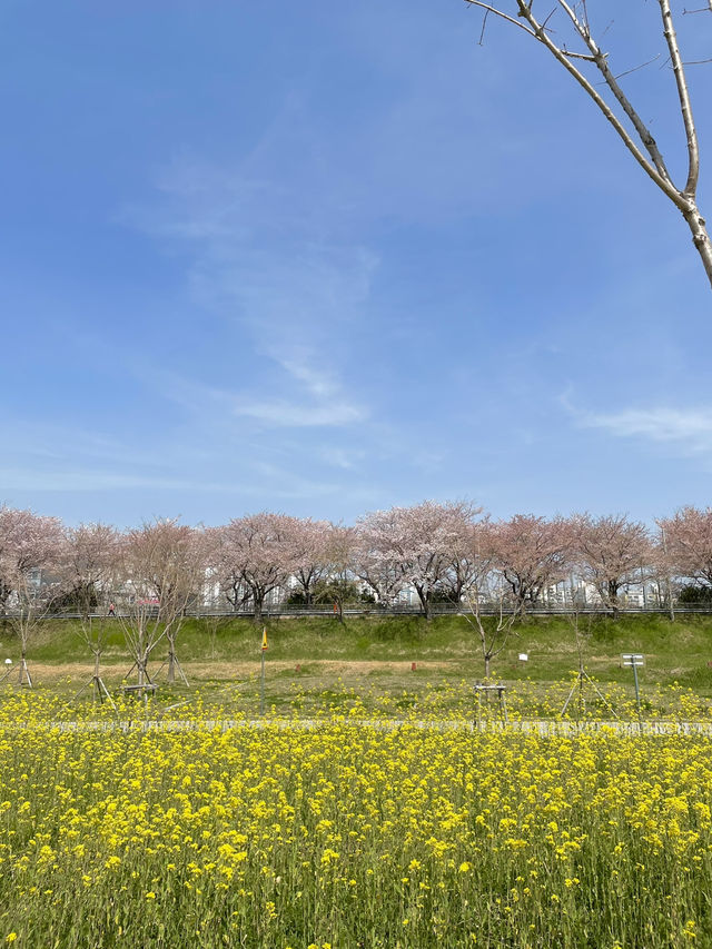  매년 기차타고 찾아가는 부산근교벚꽃길