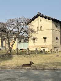 เที่ยวหาน้องกวาง 🦌 ที่เมืองนารา 🇯🇵