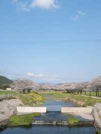 พาชมซากุระริมแม่น้ำ Kusaba | Fukuoka
