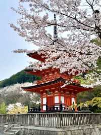Springtime at Kiyomizu-dera🌸