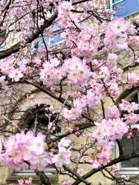 Sakura Blooming at Shimo-gyo Junior High School Seito Gakusha