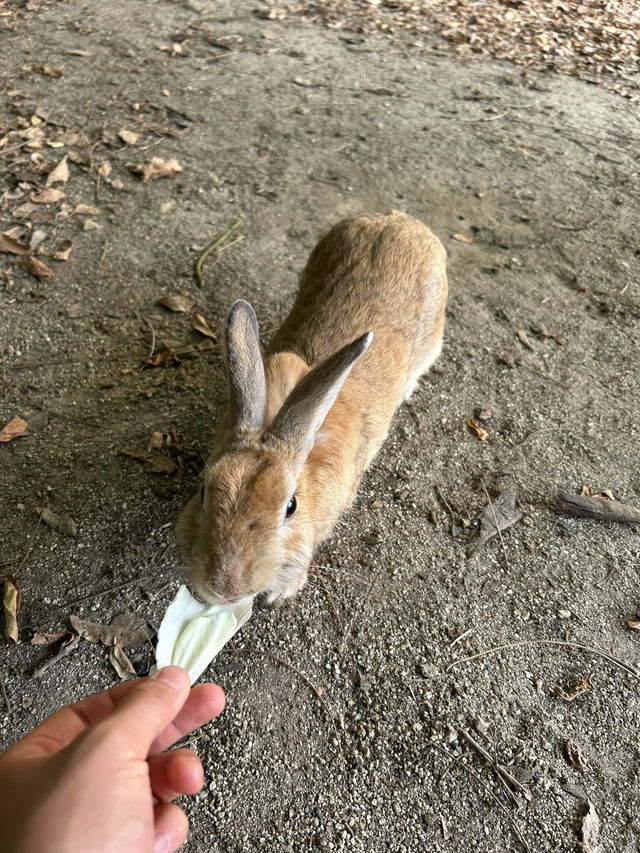 【広島】うさぎと触れ合える！実は悲しい歴史をもつ島・
