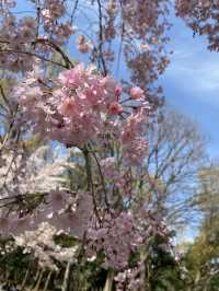 【大阪城】桜満開🌸