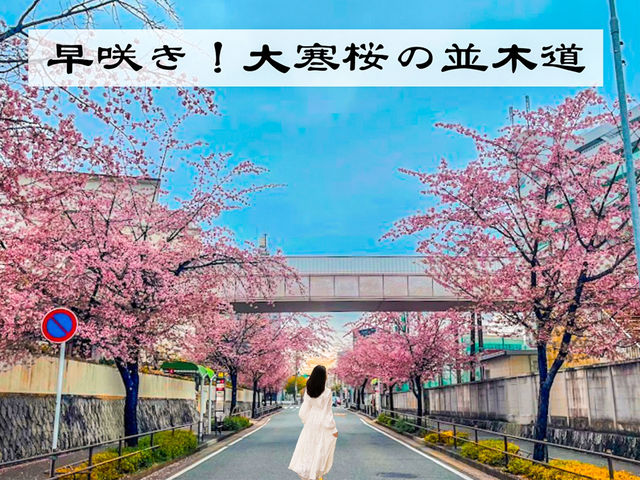 【愛知】早咲き！この時期だけのピンクの絶景🌸