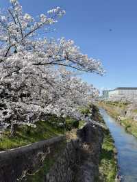 Beautiful cherry blossom @ Nagoya’s Four Seasons Road