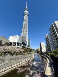 Spring Stroll at Oshinari Park – Cherry Blossoms & Skytree Views