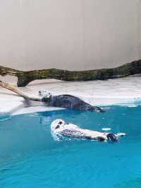 【三重】国内唯一ラッコが見られる鳥羽水族館🦦🦦