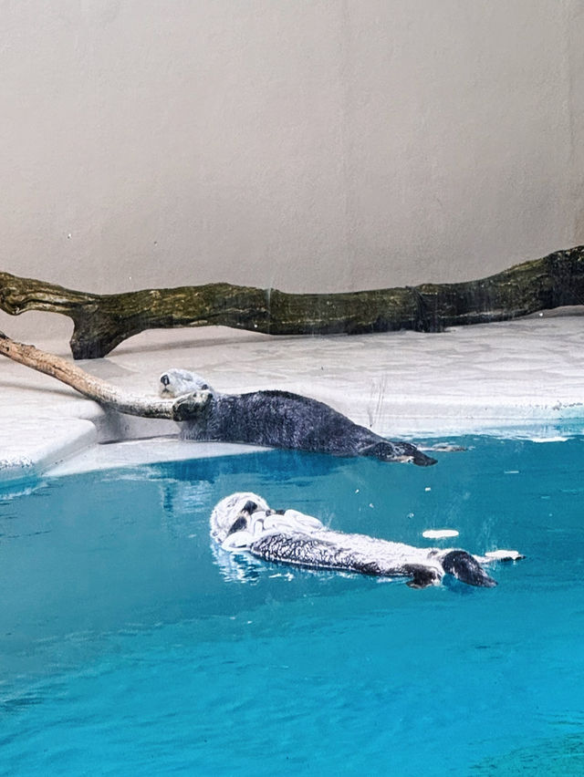 【三重】国内唯一ラッコが見られる鳥羽水族館🦦🦦