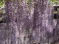 郡上八幡駅とフジの花を観光！