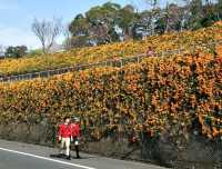 #炮仗花海公園-苗栗縣銅鑼鄉
