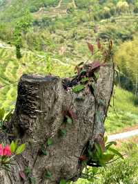 Fangjia Tea Garden: A Scenic Retreat for Tea Lovers