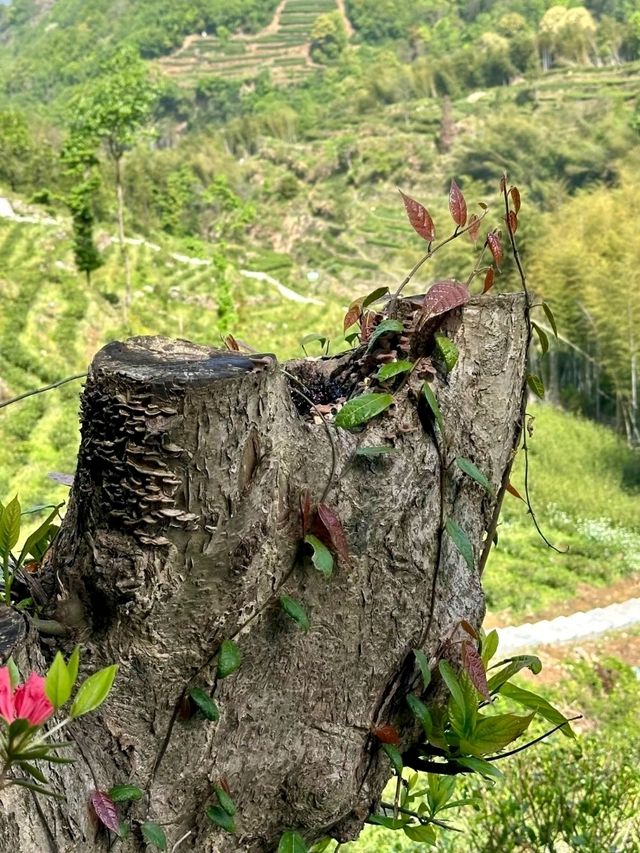 Fangjia Tea Garden: A Scenic Retreat for Tea Lovers