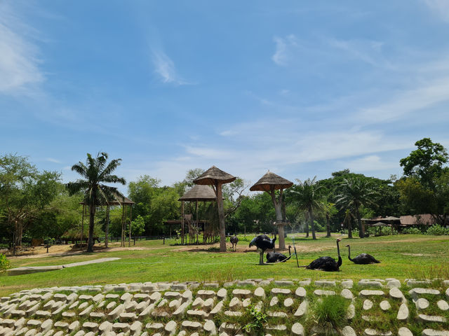 Khao Kheow Open Zoo 