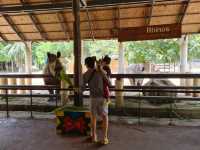 Khao Kheow Open Zoo 