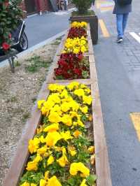 A CHARMING WALK THROUGH GAMCHEON SLOPES AND ALLEYS