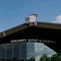 Quirky Comforts at Grumpy Goat Cafe