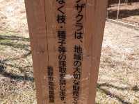🌸クマノザクラ🌸