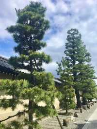 Spring Stroll at Myōshin-ji Temple – A Grand Zen Experience