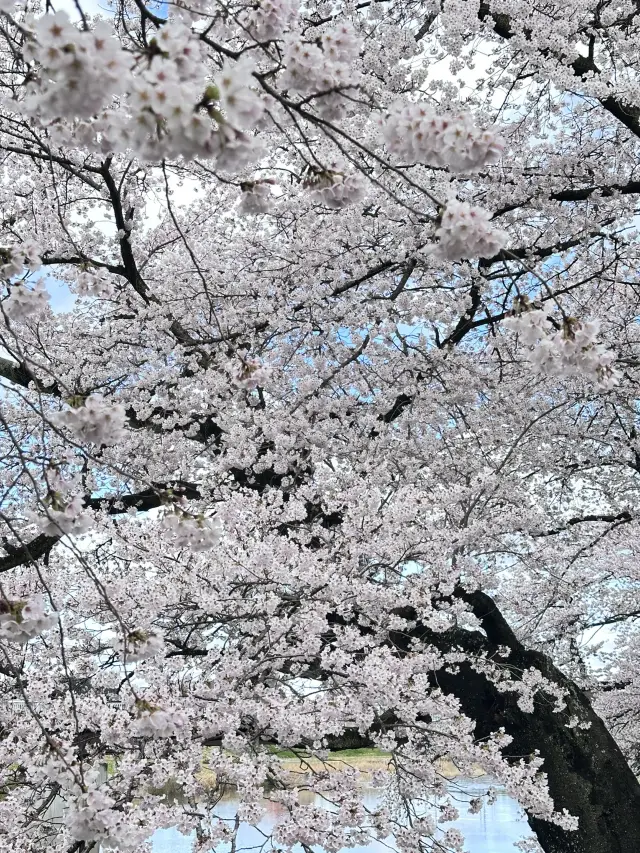 Cherry Blossom in Miyagi, having fun in Disneyland, relaxing time in onsen.