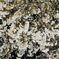 Cherry Blossom Season