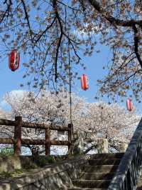 🌸 Spring Slips Away So Quickly... A Quiet Sakura Stroll in Saitama's Countryside 🌸