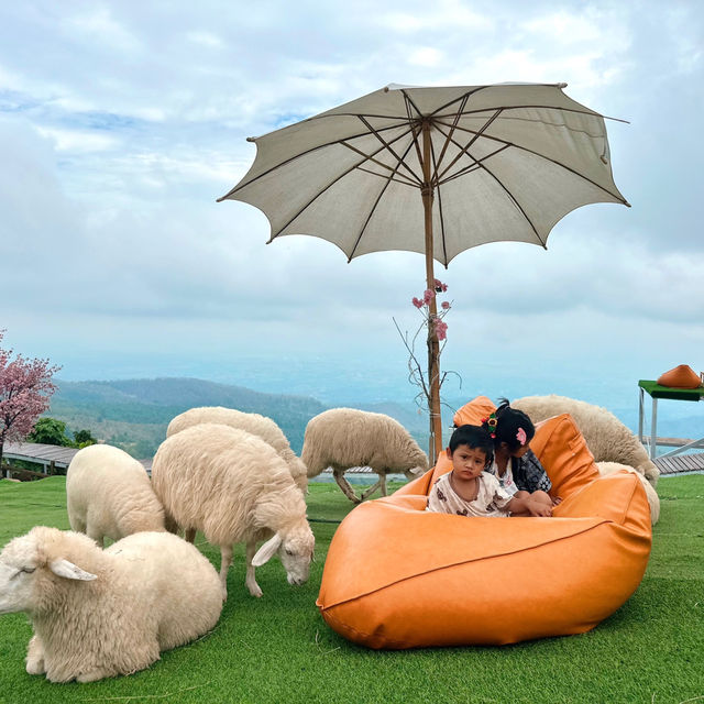 🐑 #ไร่ฟาร์มแกะ ภูทับเบิก☺️📌