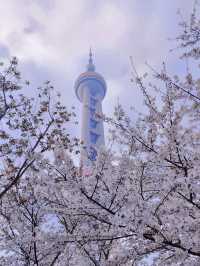 “Petals in the Pearl: Cherry Blossoms Amid Shanghai’s Skyline”
