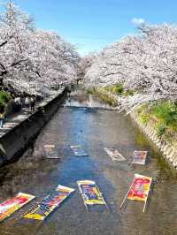 Gojo River Sakura Season: A Hidden Gem to Escape the Crowds