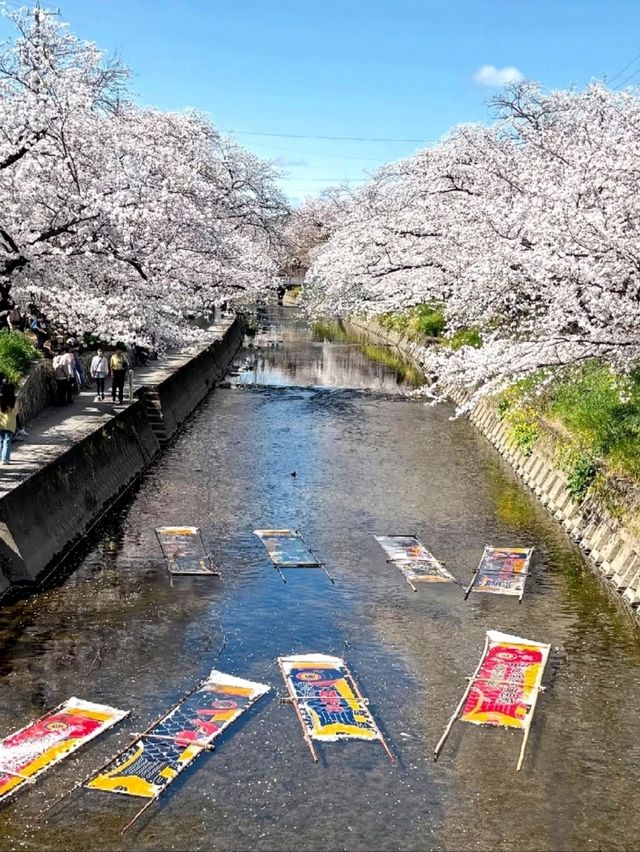 Gojo River Sakura Season: A Hidden Gem to Escape the Crowds