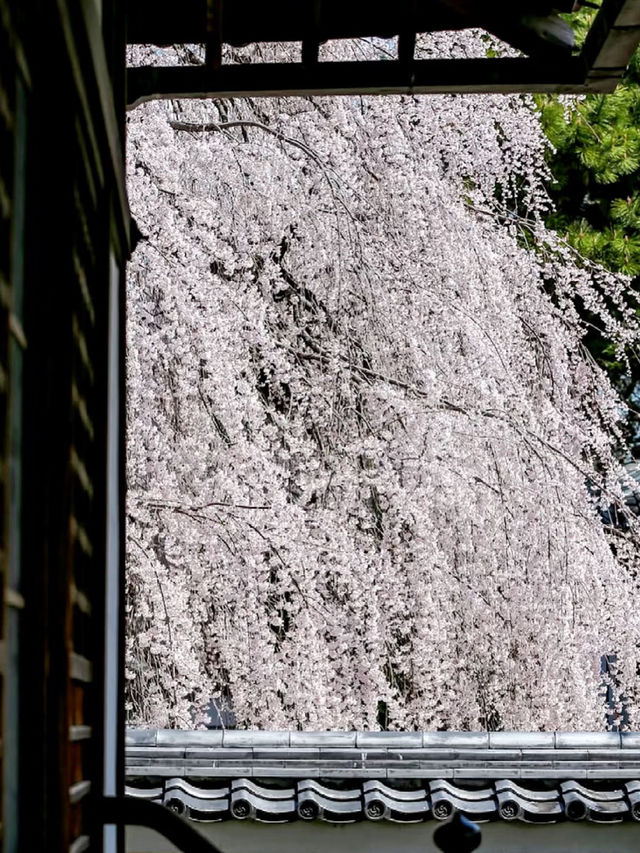 Honmanji Temple’s Timeless Sakura